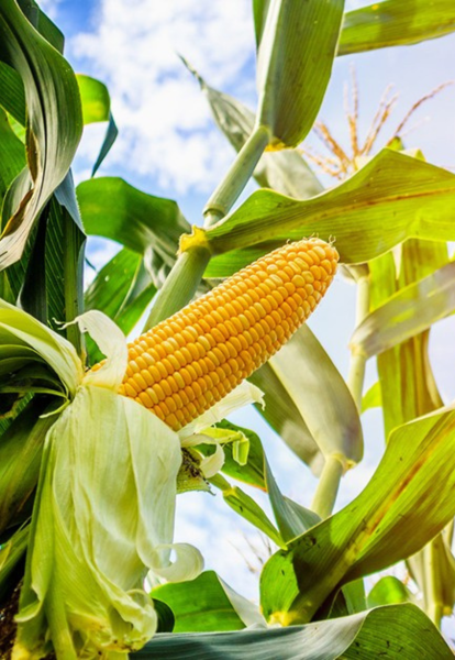 Cenário do agro